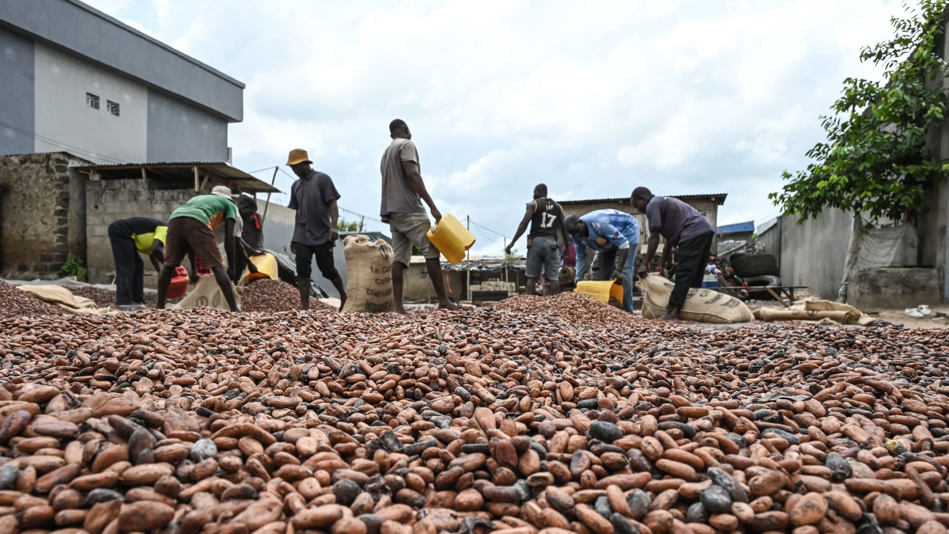 cocoa-prices-hit-$10,000-per-metric-ton-for-the-first-time-ever