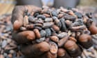 the-guardian-view-on-the-price-of-chocolate:-cocoa-producers-face-bitter-truths-|-editorial