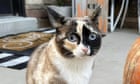 utah-cat-found-safe-in-california-after-sneaking-into-amazon-return-box