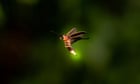 firefly-species-may-blink-out-as-us-seeks-to-list-it-as-endangered-for-first-time