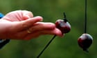 conker-players-forced-to-freeze-seeds-after-uk-storms-bring-early-fall