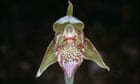 fewer-than-10-of-these-orchids-remain-in-the-wild.-victoria-was-about-to-burn-them-into-extinction