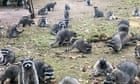 more-than-100-raccoons-besiege-house-of-woman-who-had-been-feeding-them