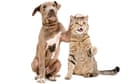 introduce-cats-and-dogs-gradually-to-prevent-fighting,-study-finds