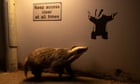 badger-admiring-art-wins-wildlife-photographer-of-the-year-public-vote