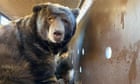 knock,-knock!-who’s-bear?-california-man-returns-to-525lb-tenant-in-evacuated-home