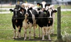 us-officials-detect-second-bird-flu-strain-in-dairy-cattle