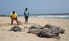 more-than-1,100-dead-sea-turtles-washed-up-along-southern-india’s-coastline