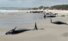 more-than-150-whales-stranded-on-beach-in-remote-north-western-tasmania