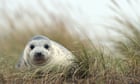 four-seals-die-on-norfolk-coast-after-contracting-bird-flu