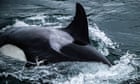 killer-whales-amaze-seattle-onlookers-with-rarely-seen-bird-hunt