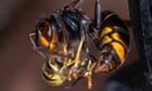 invasive-asian-hornets-‘preying-on’-hundreds-of-native-insect-species-in-europe