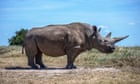 elephants-and-rhinos-at-increased-risk-of-poaching-due-to-trump-funding-cuts,-groups-say