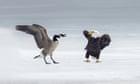 canada-goose-fights-off-bald-eagle-in-rare,-symbolism-laden-battle-on-ice